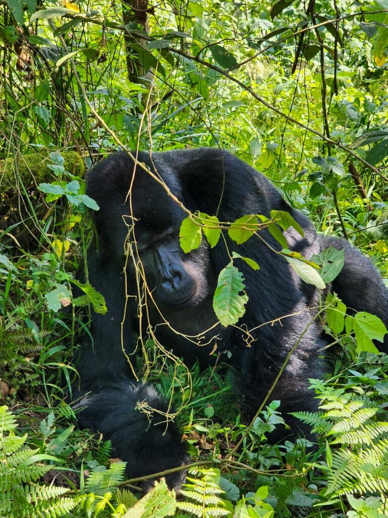 The Ultimate Guide to Gorilla Trekking in Uganda